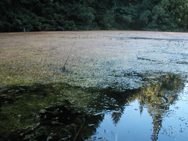 anfibi favolosi nel casentino